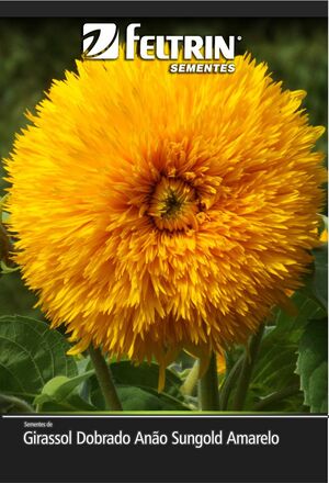 SEM GIRASSOL DOBRADO ANAO SUNGOLD AMARELO DY 10 ENV