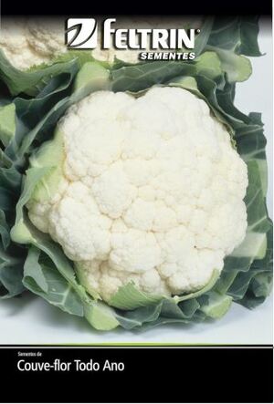 SEM COUVE FLOR TODO ANO - GOLDEN