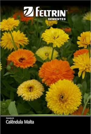 SEM CALENDULA MALTA DY 10 ENV