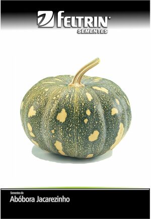 SEM ABOBORA XINGO JACAREZINHO CASCA GROSSA - BOX