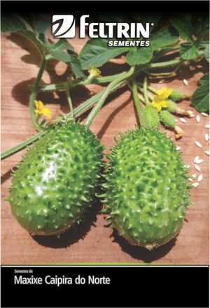 SEM MAXIXE DO NORTE - GOLDEN