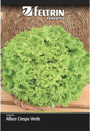 SEM ALFACE MONICA SF 31 - BOX