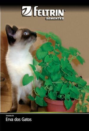 SEM TEMPERO ERVA DOS GATOS ERVA DOS GATOS - GOLDEN