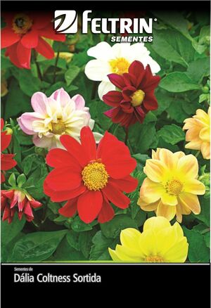 SEM FLOR DALIA COLTNESS SORTIDA - GOLDEN