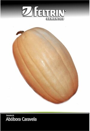 SEM ABOBORA ESTER - BOX