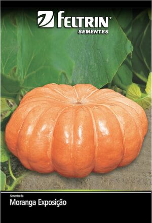 SEM MORANGA EXPOSIÇÃO - BOX