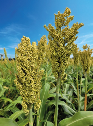SEMENTE DE SORGO NUSIL 10 KG