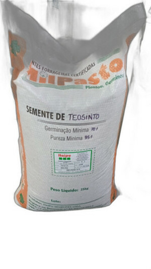 SEMENTE DE TEOSINTO (ZEA MAYS L. SUBSP. MEXICANA) ESPECIE