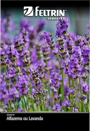 SEM ALFAZEMA OU LAVANDA DY 10 ENV SOB ENCOMENDA